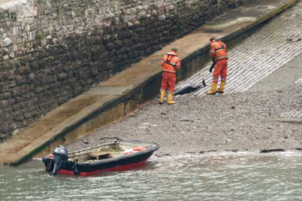 25 January 2020 - 14-13-24 
Saturday afternoon, two men from Dart Harbour arrived to collect the body of the dolphin from the slipway beside RDYC
